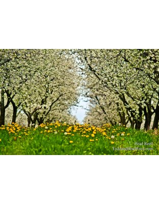 Listers Orchard