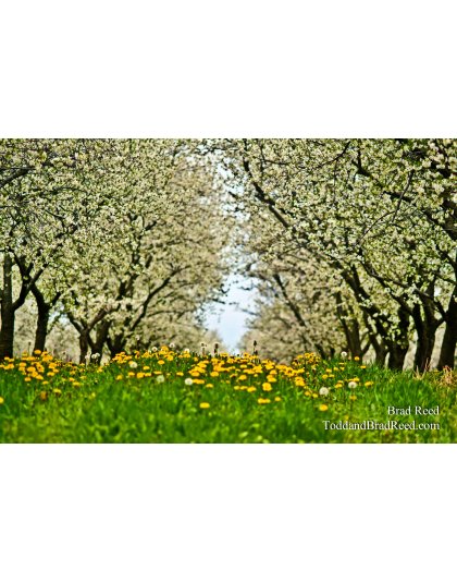 Listers Orchard