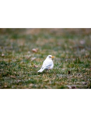 Mary the Albino Robin