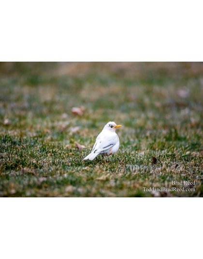 Mary the Albino Robin