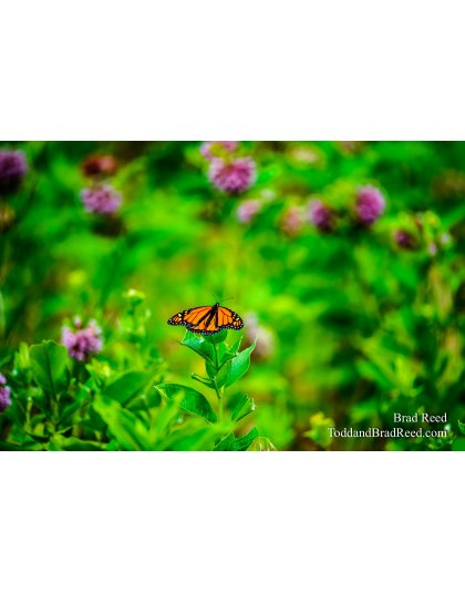 Monarch Mondays
