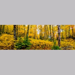 Music To My Eyes - Panoramic