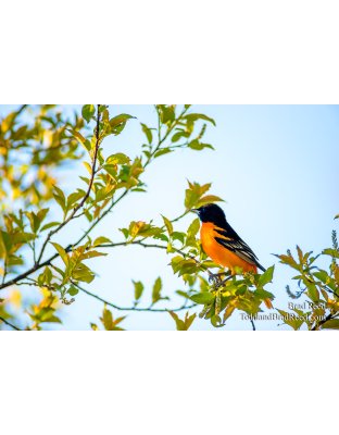 Oriole Pride
