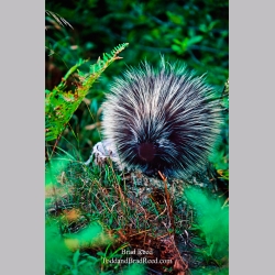 Porky Pine