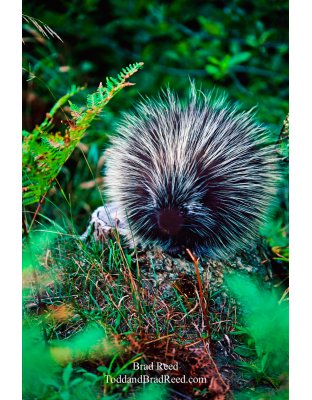 Porky Pine