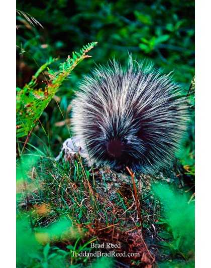 Porky Pine