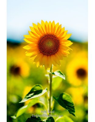 Sunny Days