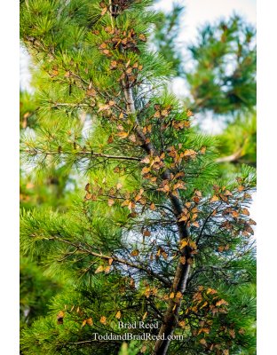 The Butterfly Tree