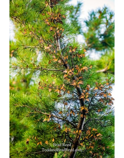 The Butterfly Tree