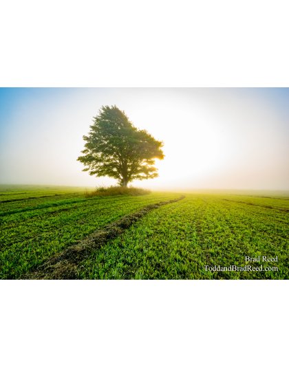 Tranquil Beauty