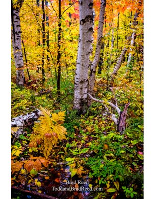 Whispering Birch
