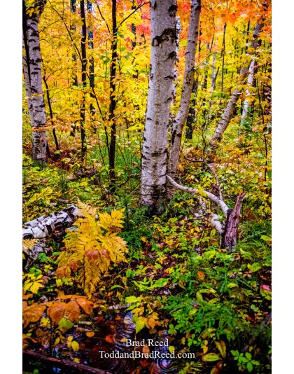 Whispering Birch