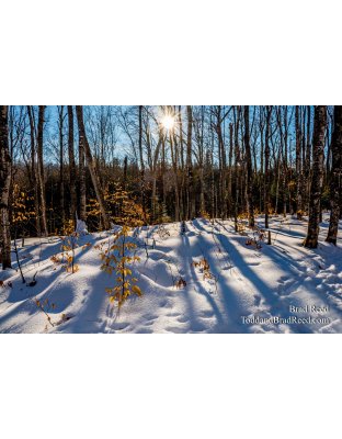 Winter Therapy
