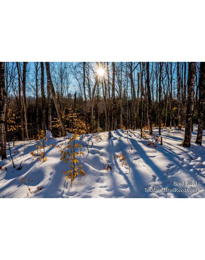 Winter Therapy