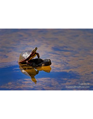 Sunbather