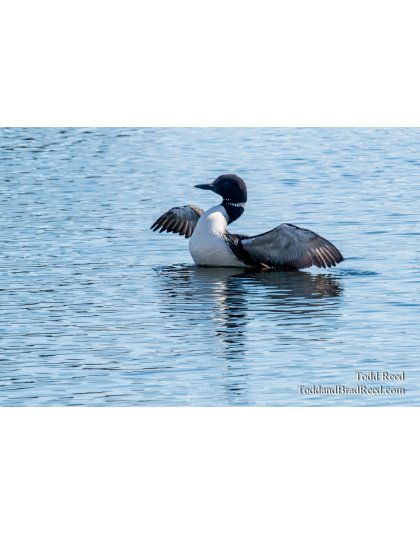 Loon (2057)