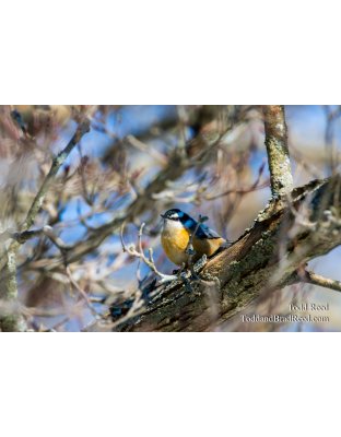 Barn Birds Berries Audobon (2139)
