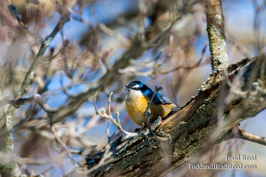 Barn Birds Berries Audobon (2139)