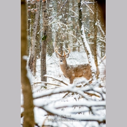 Legends Ranch Buck in Snow (2432)