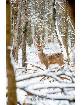 Legends Ranch Buck in Snow (2432)