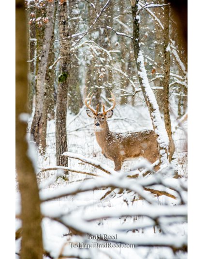 Legends Ranch Buck in Snow (2432)