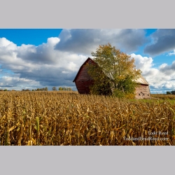 Fall in Mason County (3241)