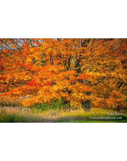 11-17 (4287)