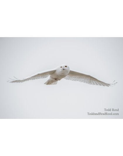 Snowy Owl December (4660)