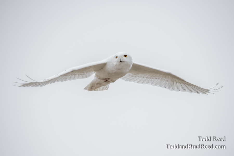 Snowy Owl December (4660)