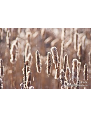 365 Week (5056)