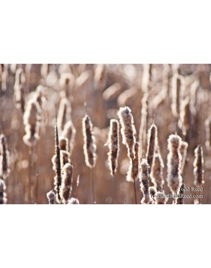 365 Week (5056)