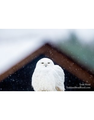 Perched