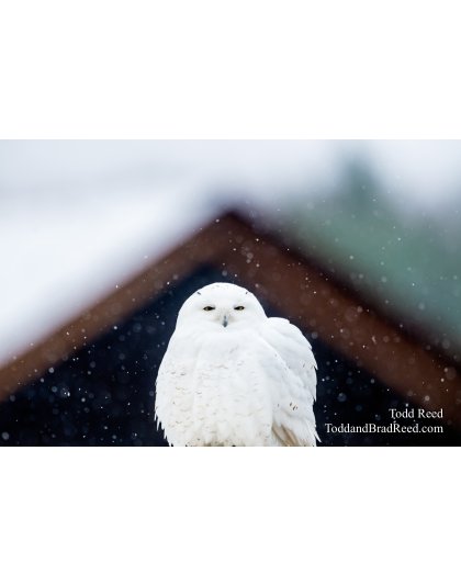 Perched