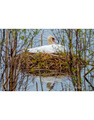 Swans at Epworth