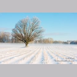 Farm Focal Point