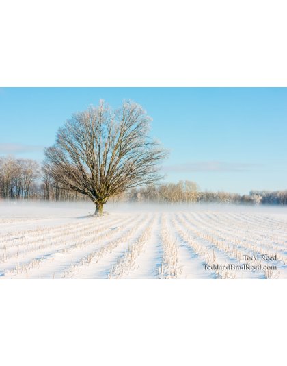 Farm Focal Point