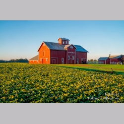 Metamora Horses Barns (6917)