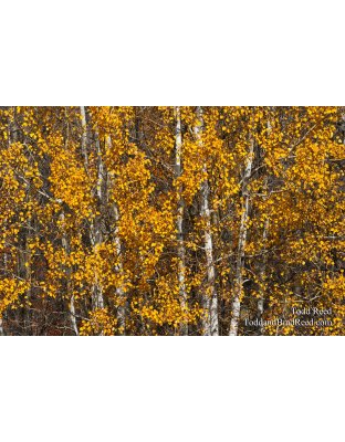 Fall Trees (7718)