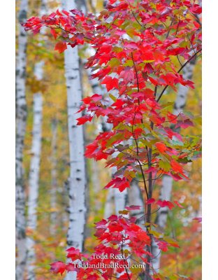 Birch Maple Magic