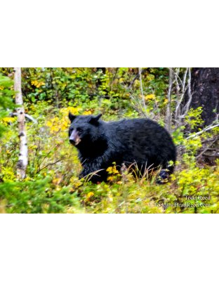 Bear On the Move