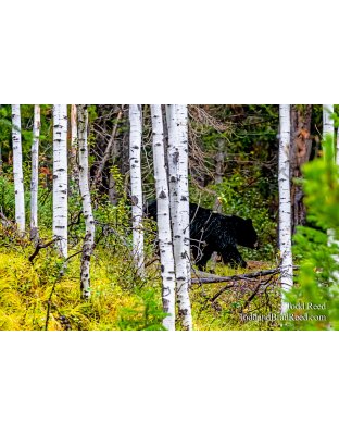 Bear Path