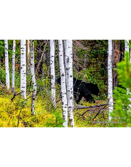 Bear Path