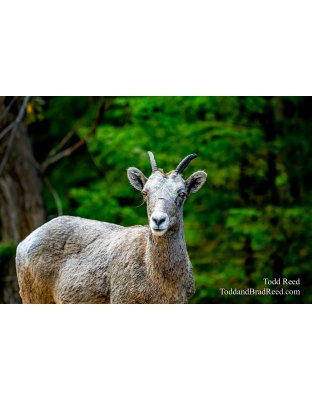 Mountian Goat