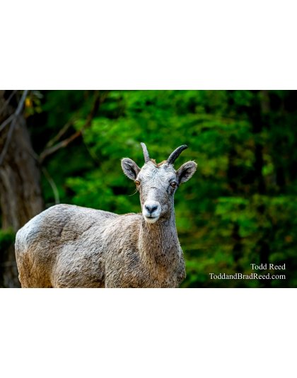 Mountian Goat