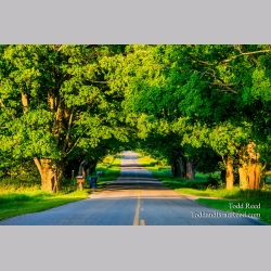 Conrad Road Tunnel of Trees in Summer (9509)