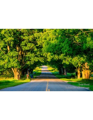 Conrad Road Tunnel of Trees in Summer (9509)