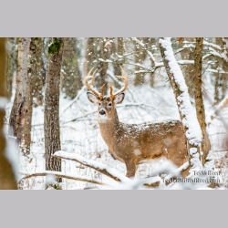 A Winter Legend