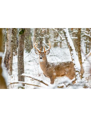 A Winter Legend