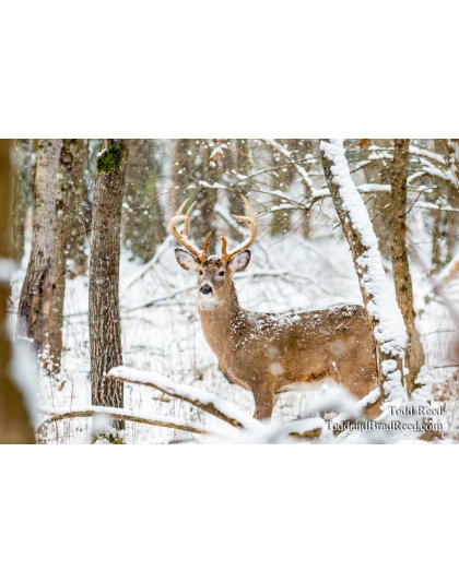 A Winter Legend