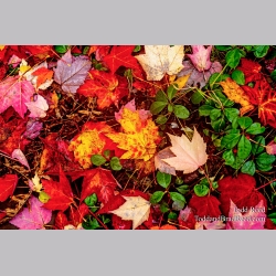 Autumn Carpet